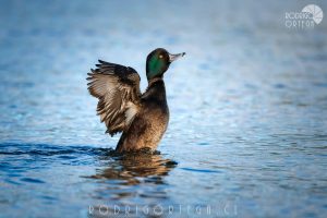 New Zealand Scaup