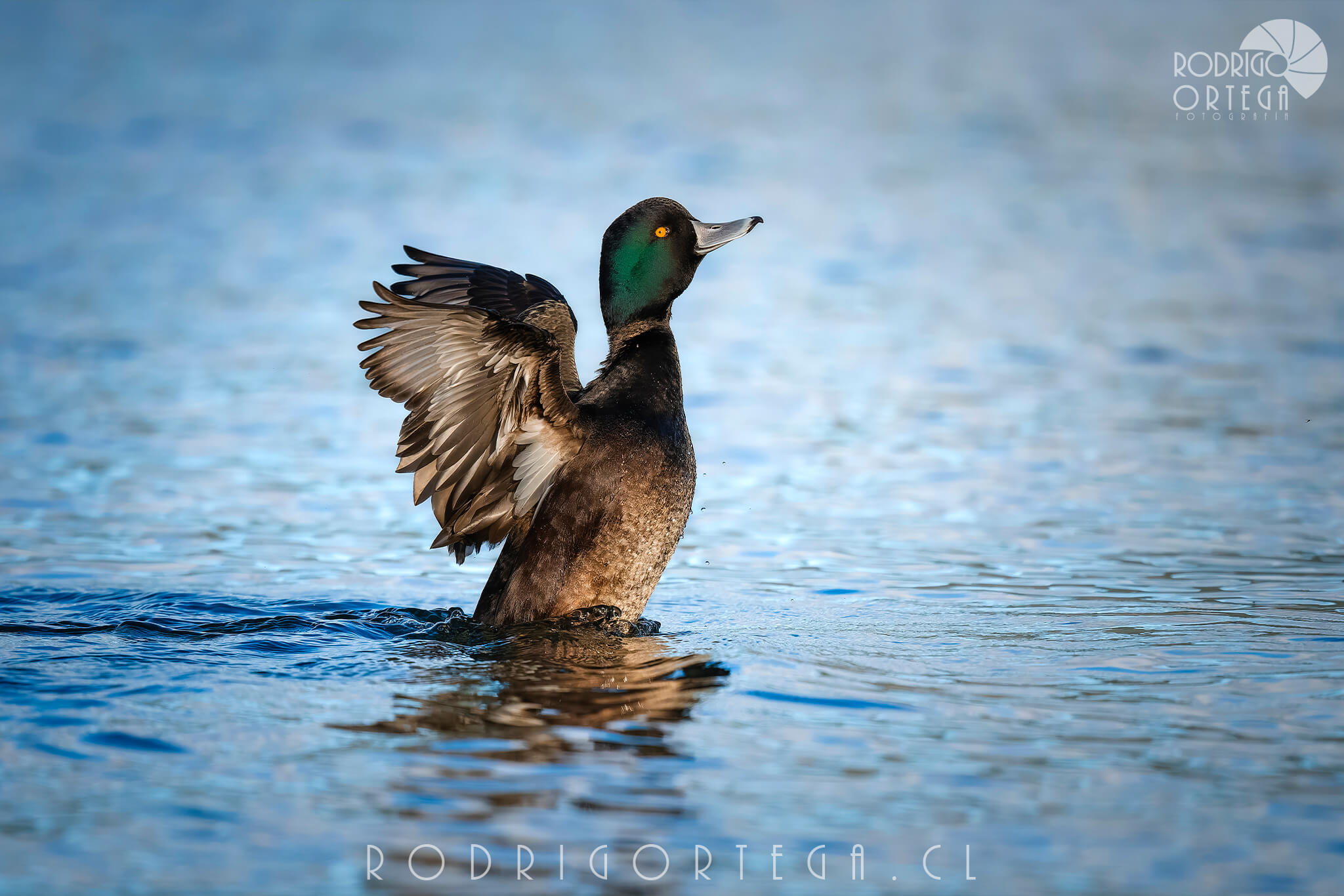 New Zealand Scaup 1 New Zealand Scaup
