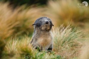 New Zealand Fur Seal