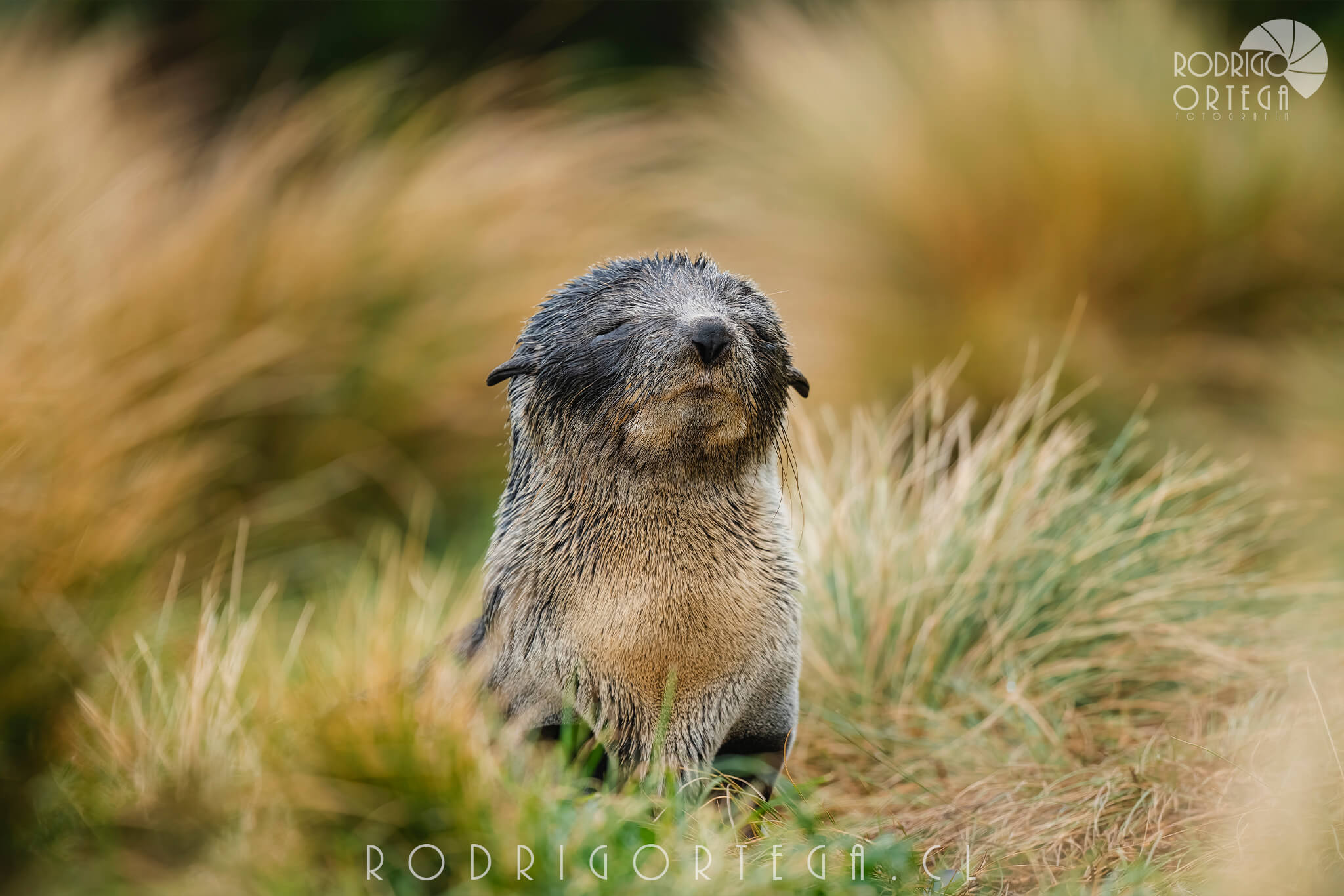 New Zealand Fur Seal 1 New Zealand Fur Seal