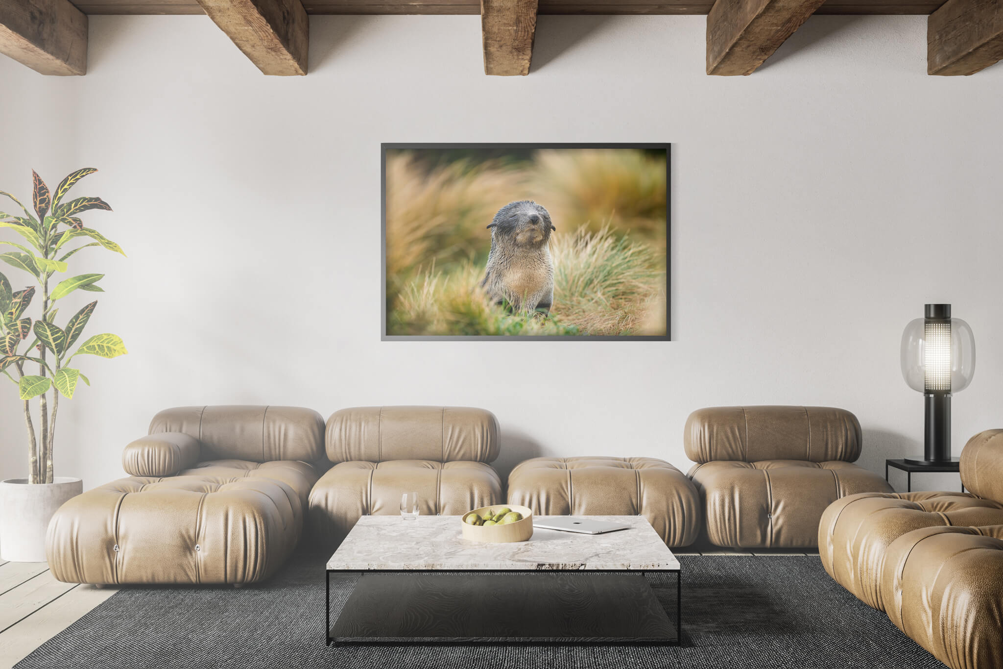 New Zealand Fur Seal 4 New Zealand Fur Seal - Imagen 4