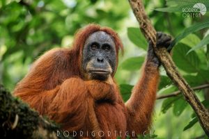 Orangután de Sumatra 1