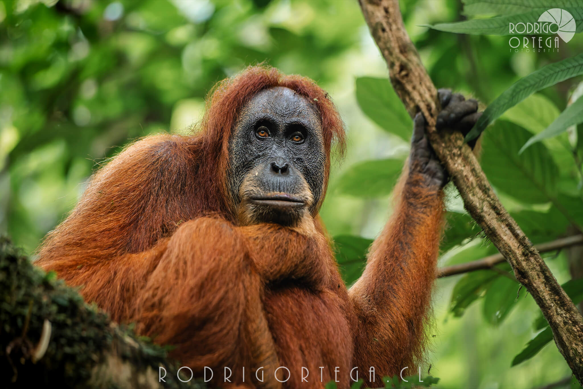 Orangután de Sumatra 1 1 Orangután de Sumatra 1