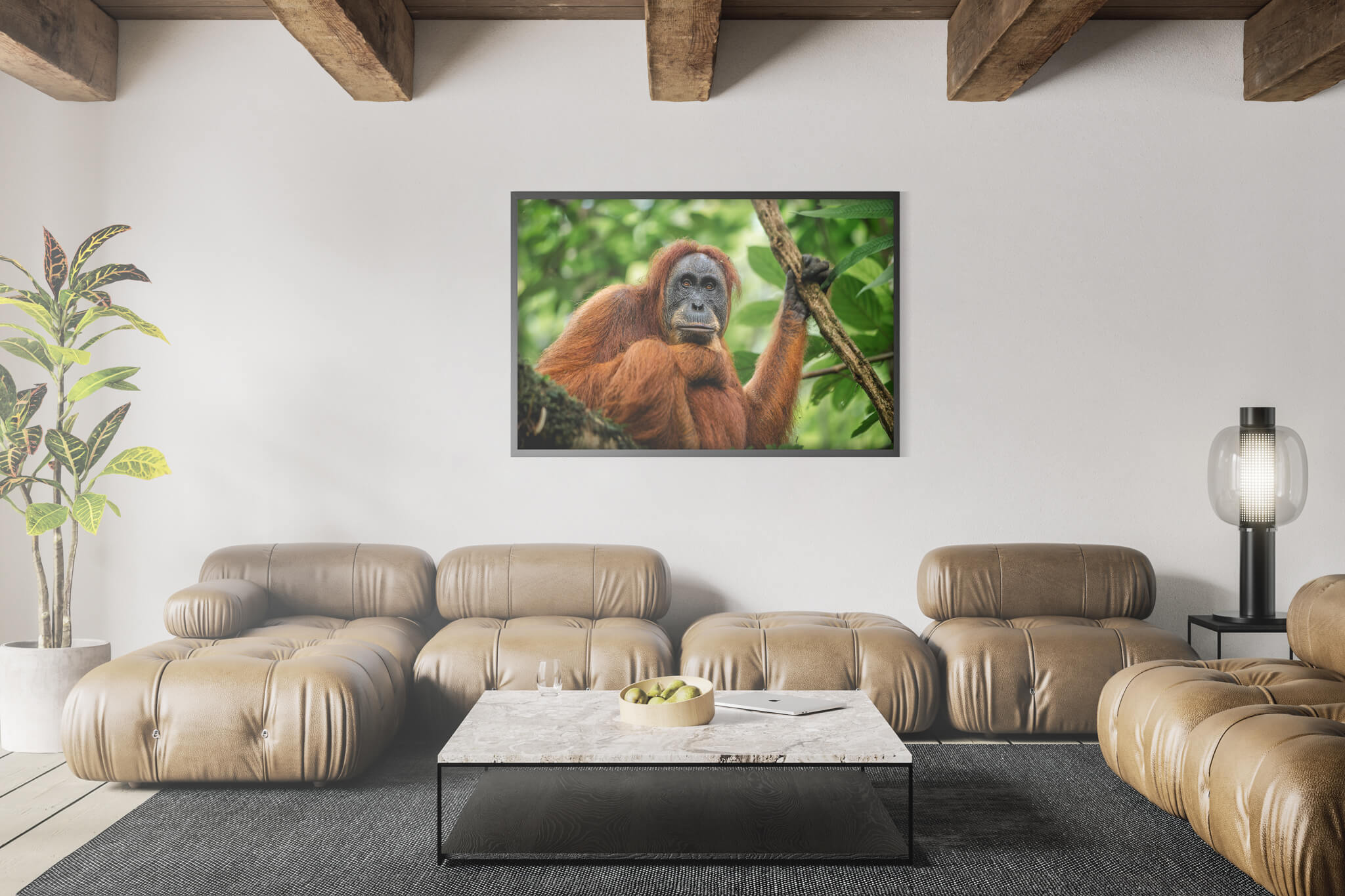 Orangután de Sumatra 1 3 Orangután de Sumatra 1 - Imagen 3
