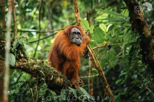 Orangutan de Sumatra 3