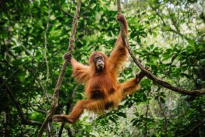 Orangutan de Sumatra cría