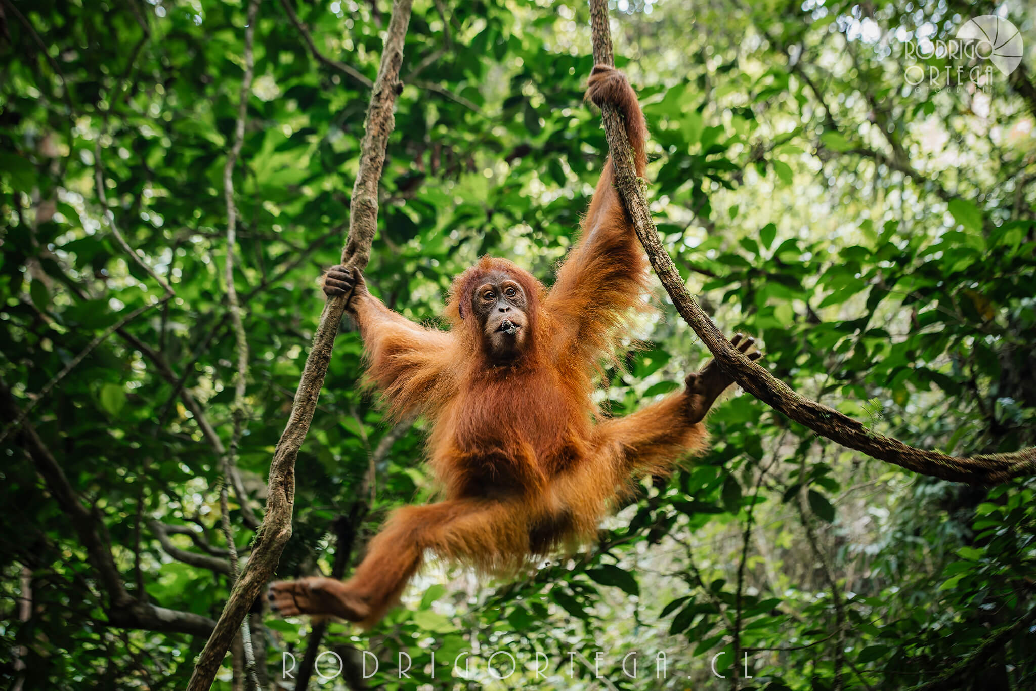 Orangutan de Sumatra cría 1 Orangutan de Sumatra cría
