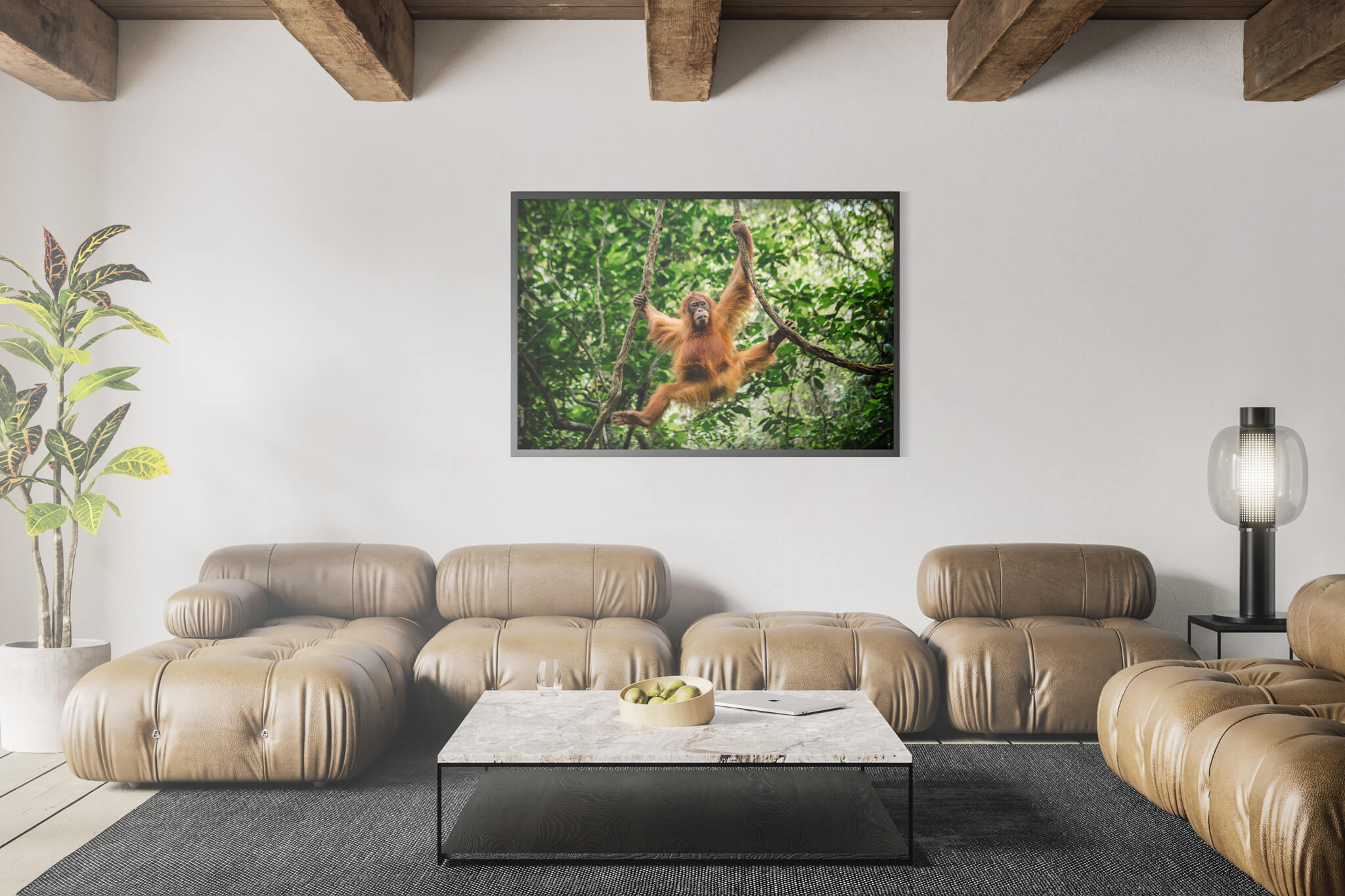 Orangutan de Sumatra cría 5 Orangutan de Sumatra cría - Imagen 5