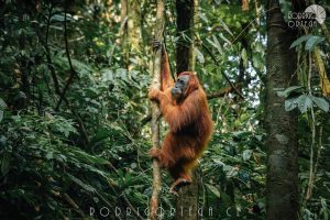 Orangutan de Sumatra 2