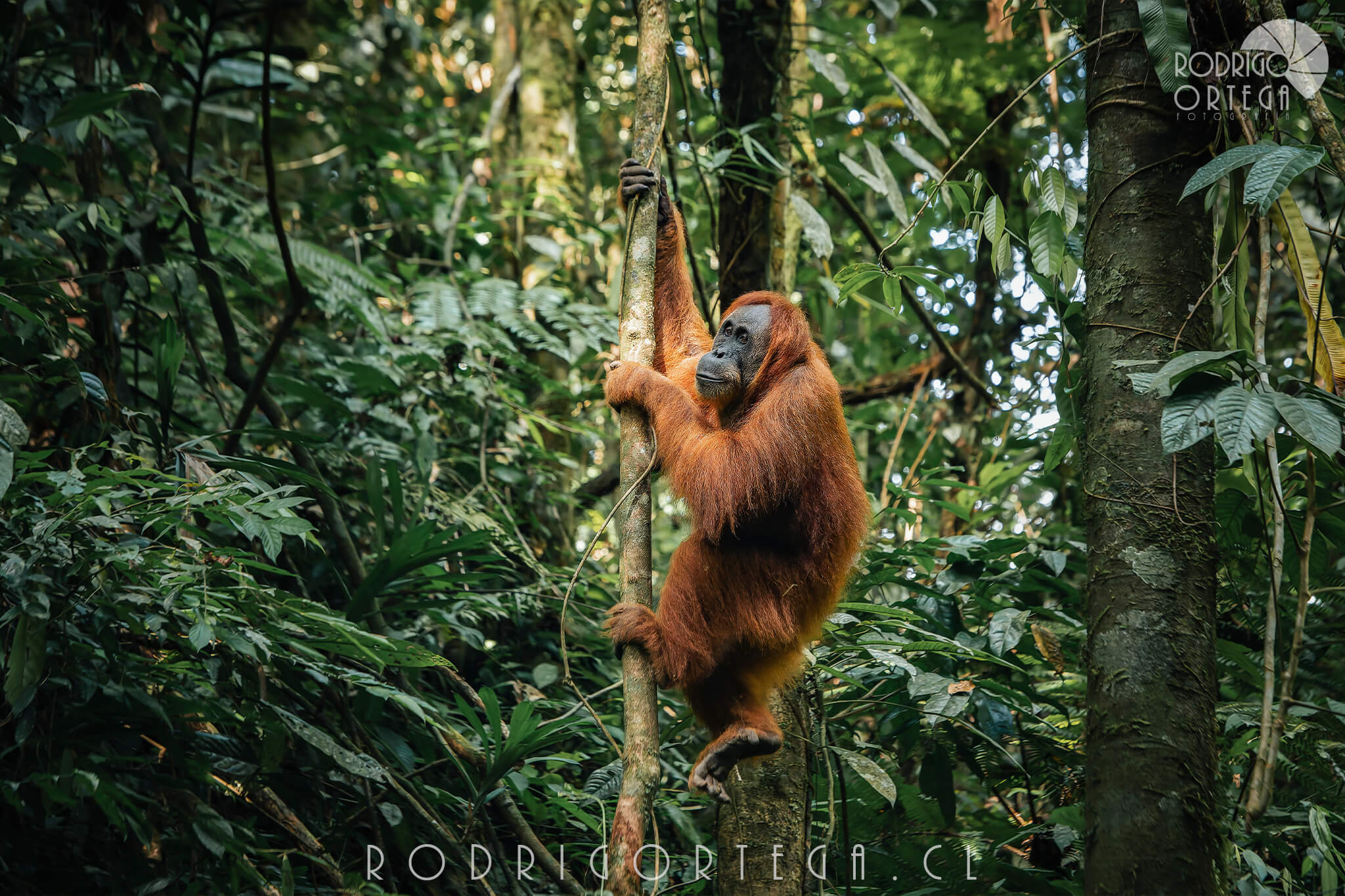 Orangutan de Sumatra 2 1 Orangutan de Sumatra 2