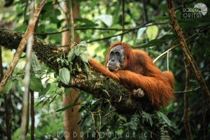 Orangutan de Sumatra 3