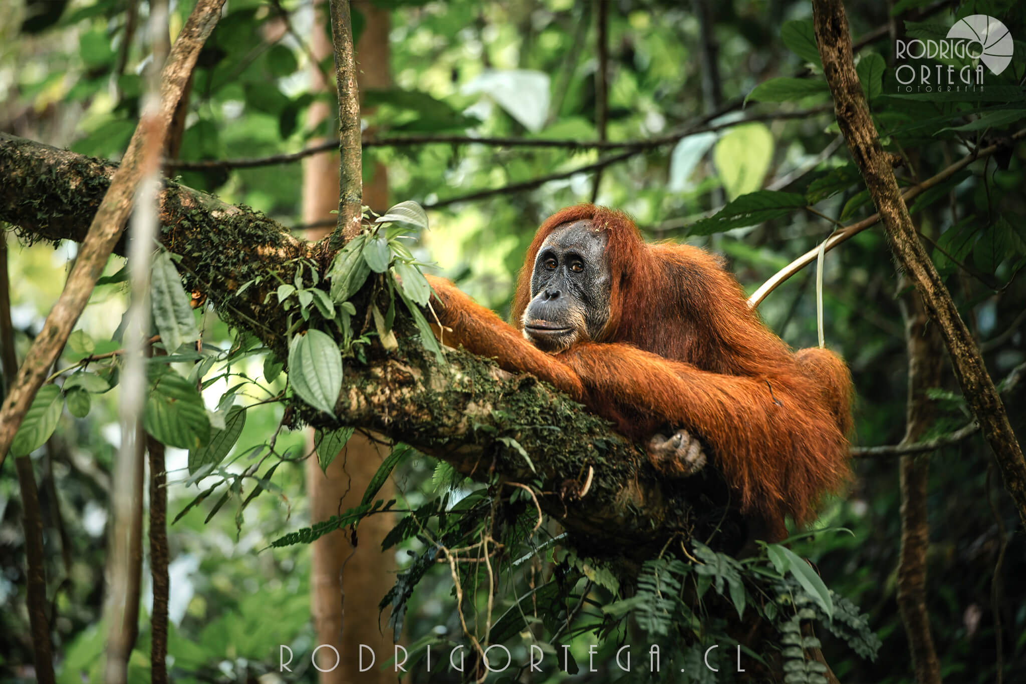 Orangutan de Sumatra 3 1 Orangutan de Sumatra 3