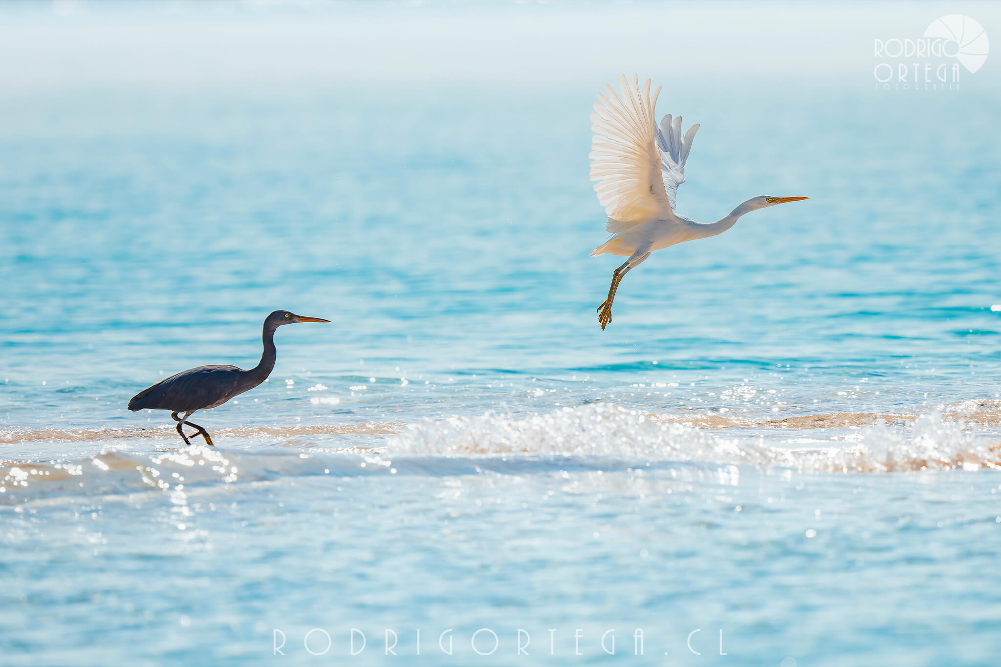 Pacific Reef Heron 1 Pacific Reef Heron