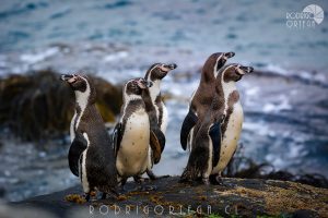 Pingüino de Humboldt