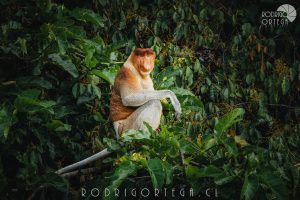 Proboscis Monkey 1