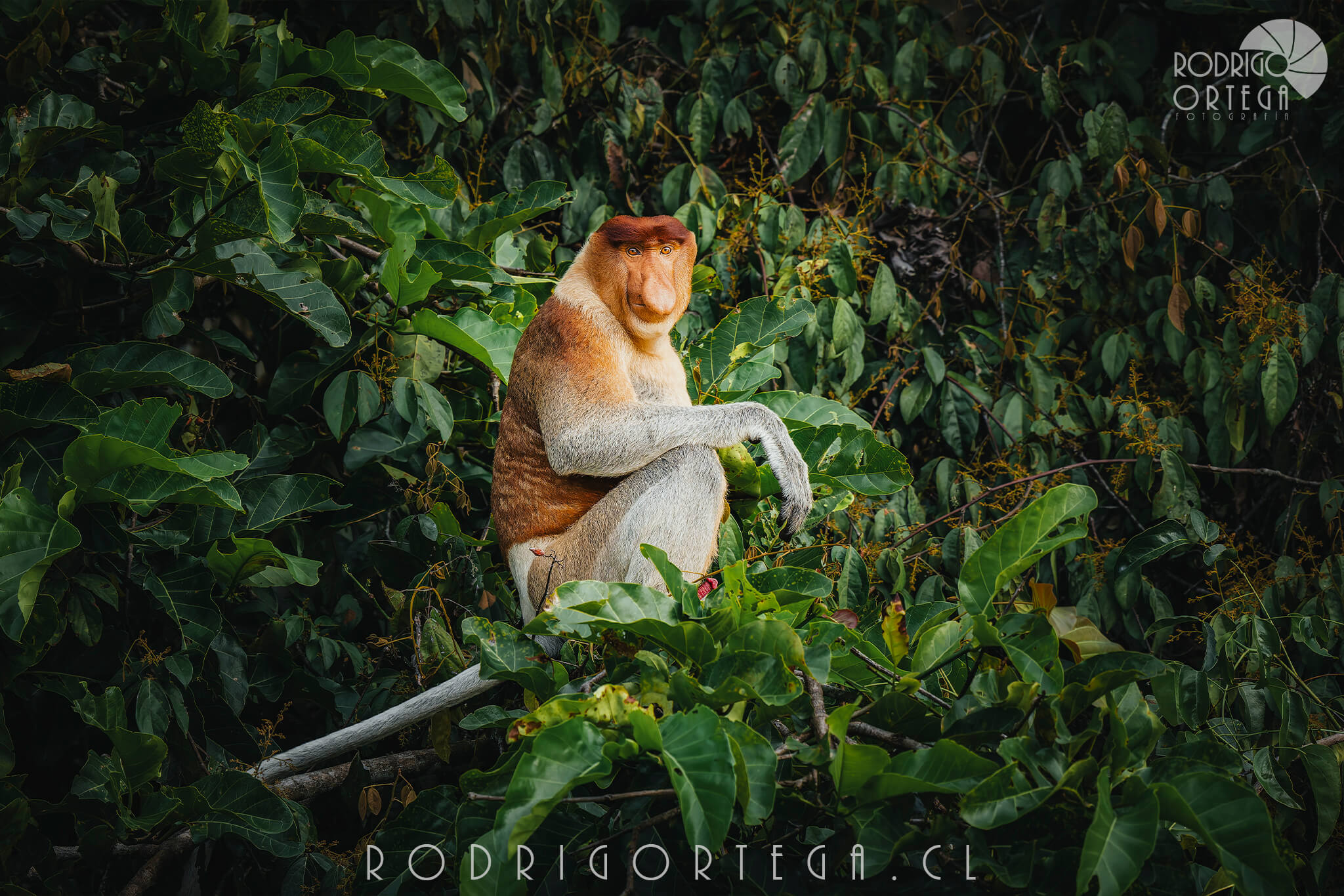 Proboscis Monkey 1 1 Proboscis Monkey 1