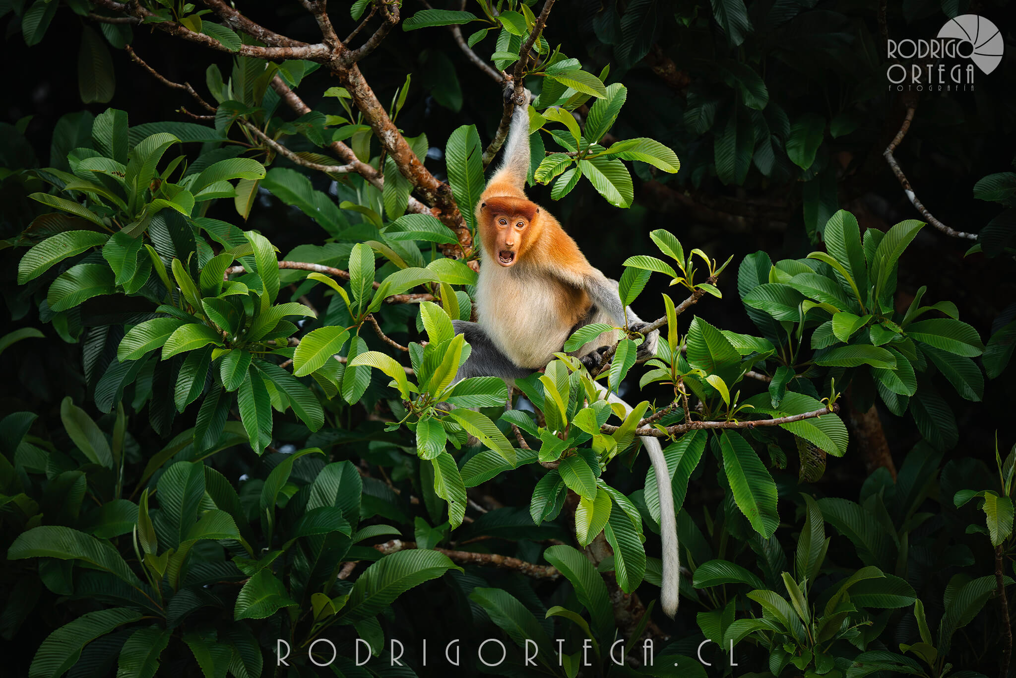 Proboscis Monkey 2 1 Proboscis Monkey 2