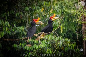 Rhinoceros Hornbill