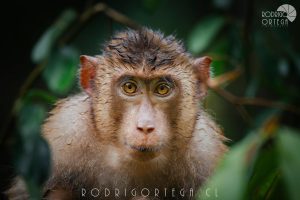 Southern pig-tailed Macaque