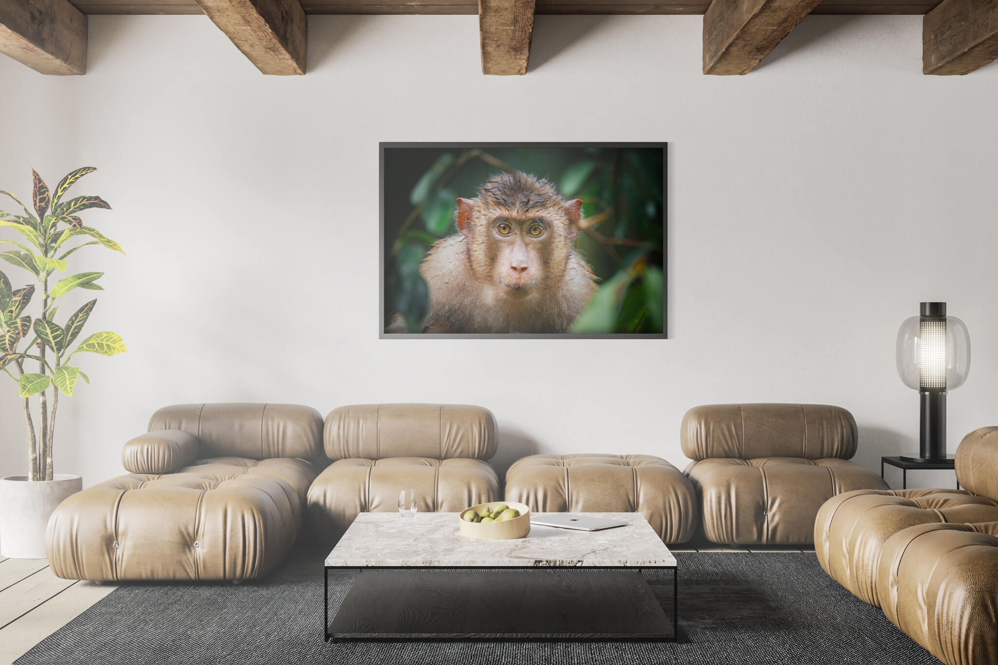 Southern pig-tailed Macaque 3 Southern pig-tailed Macaque - Imagen 3