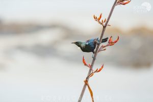 Tui