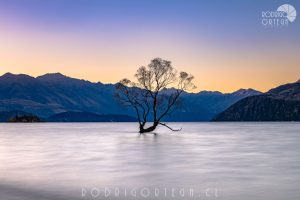 Wanaka Tree