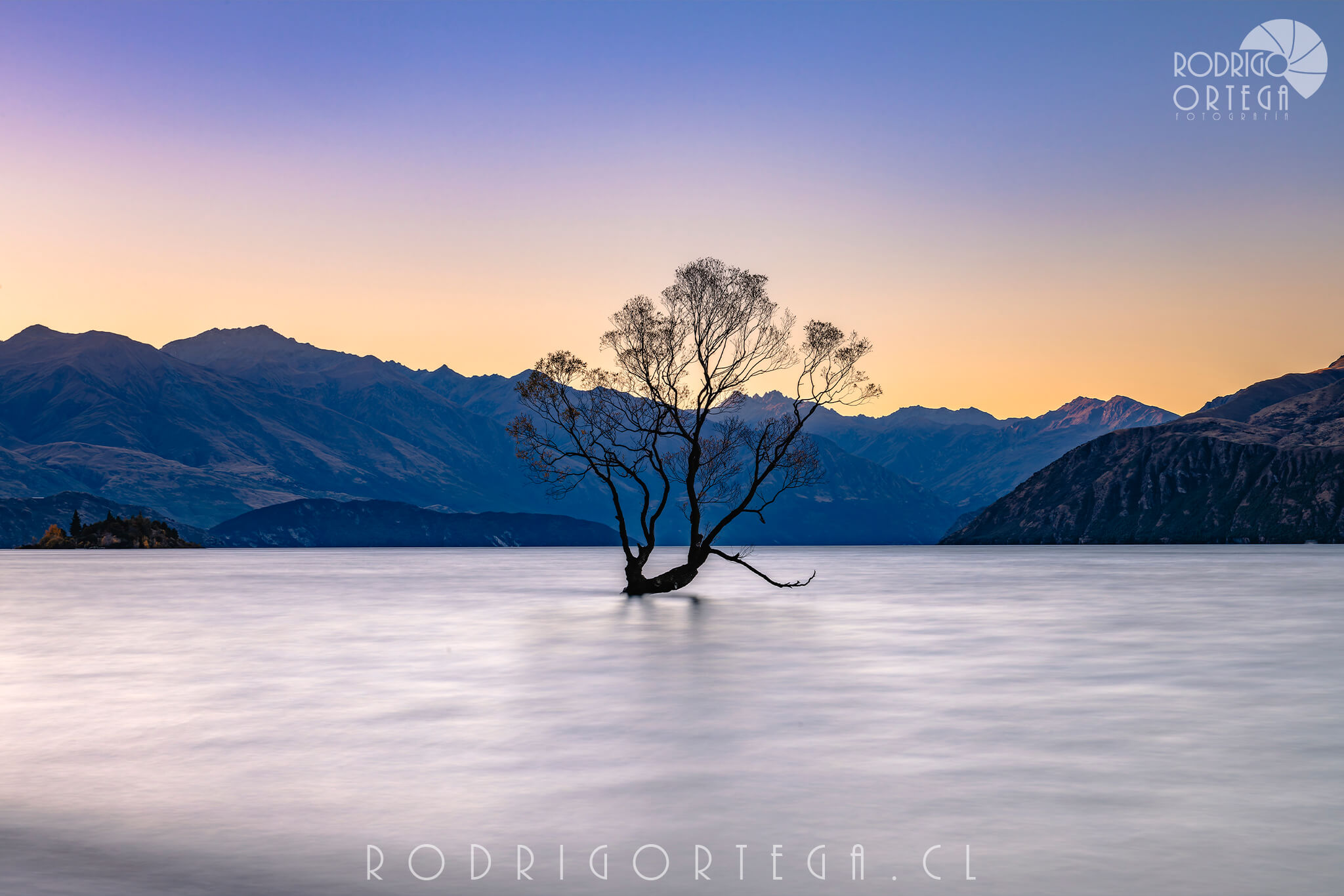 Wanaka Tree 1 Wanaka Tree