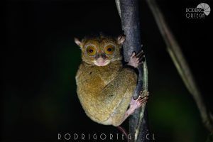 Western Tarsier