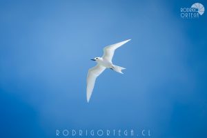 White Tern