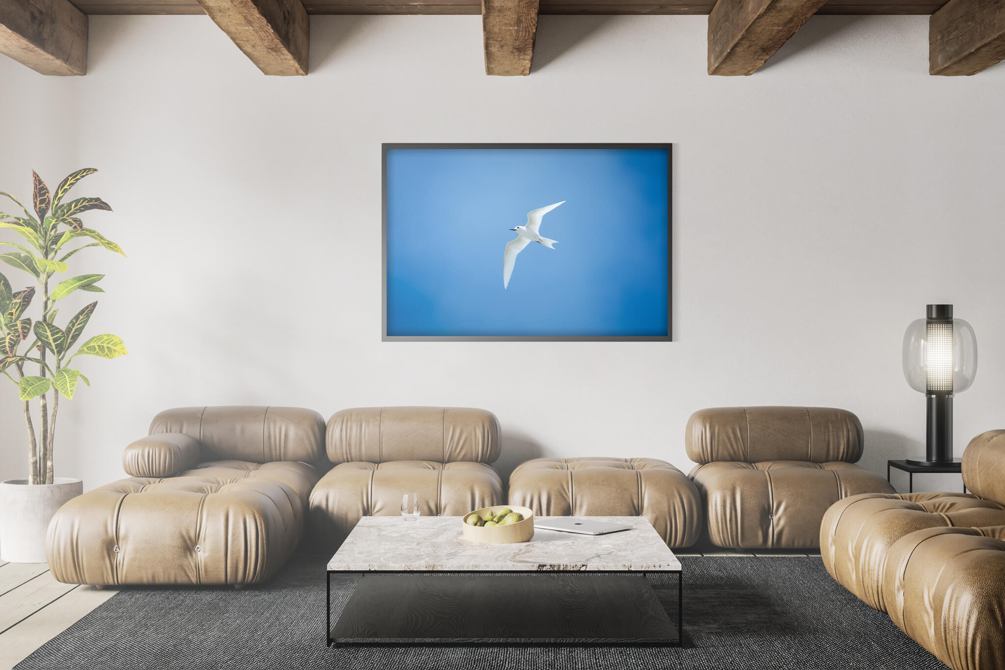 White Tern 3 White Tern - Imagen 3