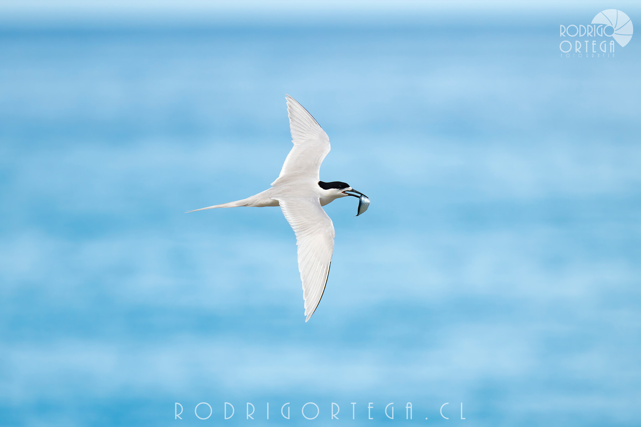 White-fronted Tern 1 White-fronted Tern