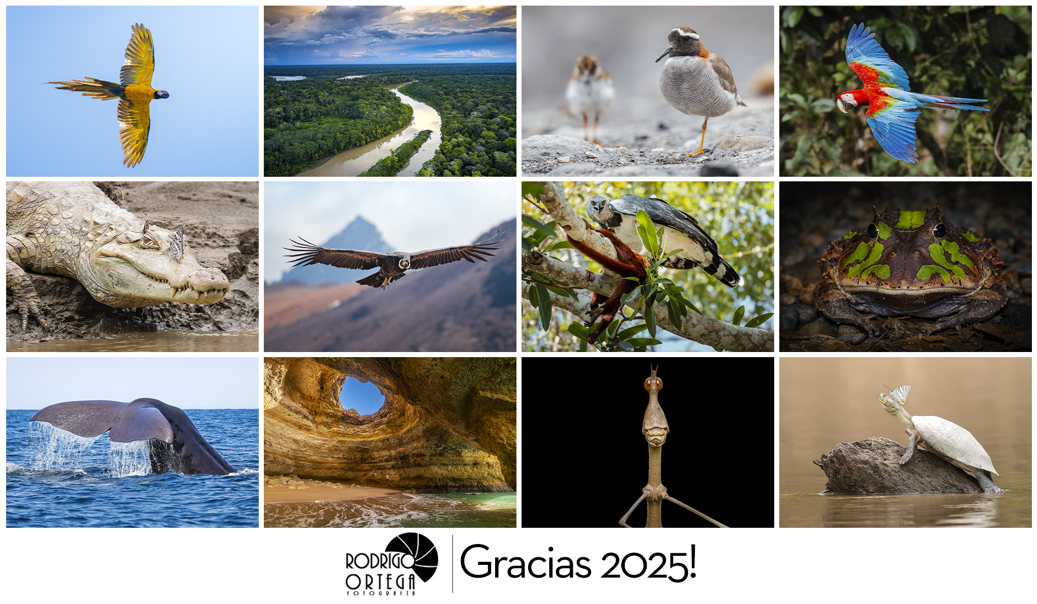Resumen 2025